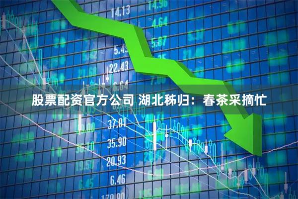 股票配资官方公司 湖北秭归：春茶采摘忙